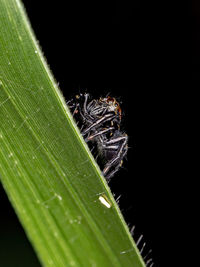 Close-up of insect over black background