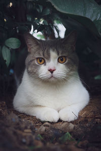 Scottish fold cat sitting in the garden.