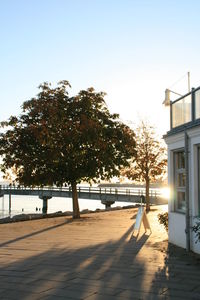 View of trees on sunny day