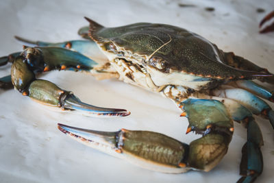 Callinectes sapidus, blue crab, invasive species of crab native in a fish market