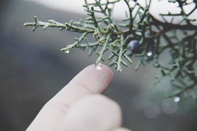 Cropped hand of woman touching dew drop falling from plant