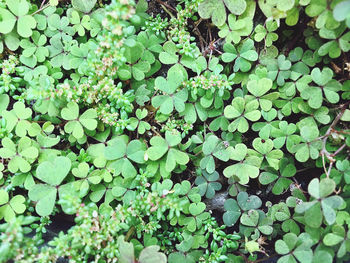 High angle view of plants growing on field