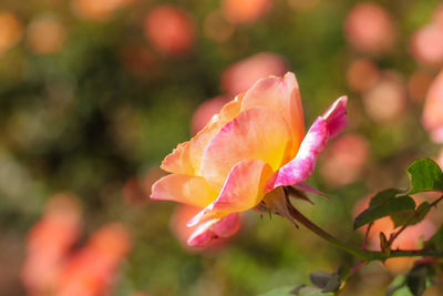 Tea rose . deep pink and yellow . lateral view . horizontal . closeup