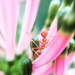 Close-up of insect on plant