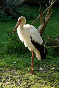 Bird on grassy field