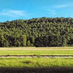 Scenic view of trees on field against sky