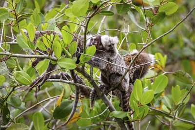 Low angle view of monkey on tree