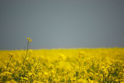 Yellow flowers growing in field