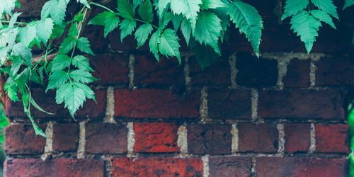 Close-up of ivy on brick wall