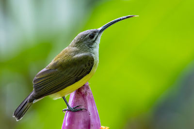 Close-up of bird perching on a feeder