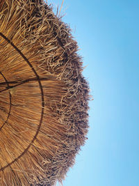 Close-up of dry plants against clear blue sky