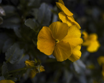 Close-up of yellow flowers blooming outdoors