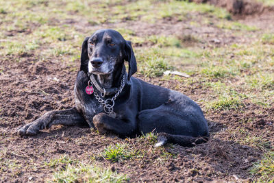 Portrait of dog sitting on grass