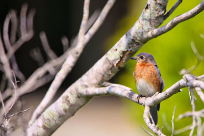 Close-up of bird perching on branch