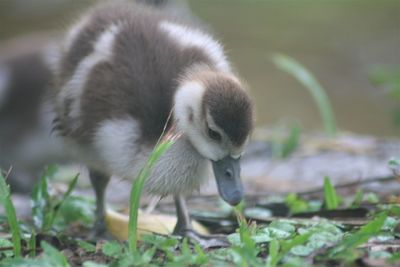 Close-up of young bird on grass