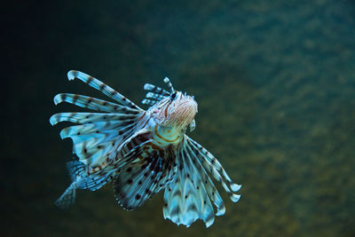 Sea fish in the deep, sea life