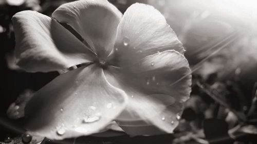 Close-up of water drops on flower