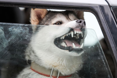 Husky sled dog in car, travel pet. dog locked inside car. funny husky dog, pet transportation