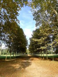 Footpath amidst trees against sky