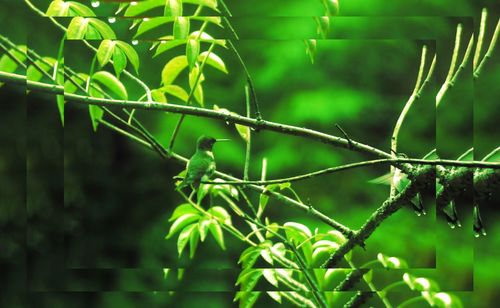 Close-up of plant