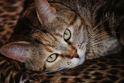 Close-up portrait of a cat