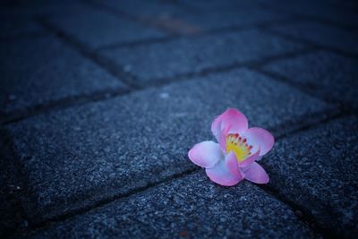 High angle view of pink flower on footpath