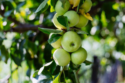 Close-up of fruits growing on tree