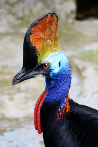 Close-up of a bird looking away