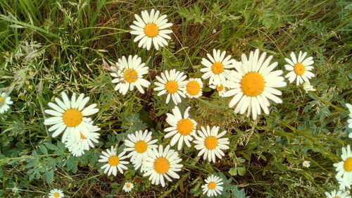 High angle view of white daisy flowers on field