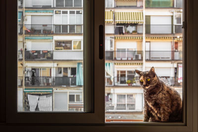 Cat looking through window