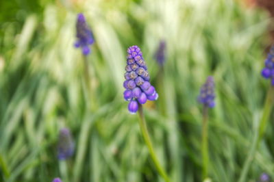 Close-up of purple flowering plants on field