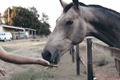 Close-up of a horse