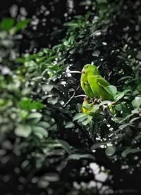 Close-up of green perching on leaf