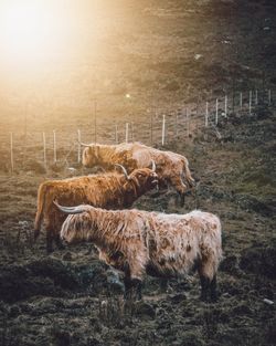 Sheep grazing in a field