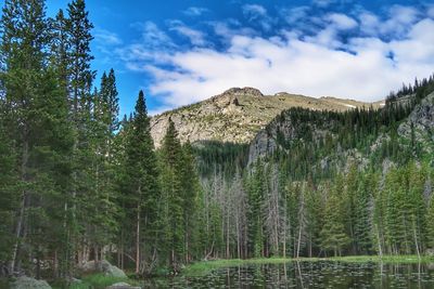 Scenic view of forest against sky