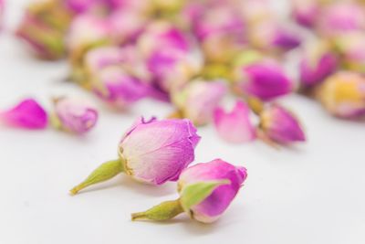 Close-up of pink roses