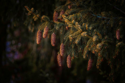 Bavarian forest