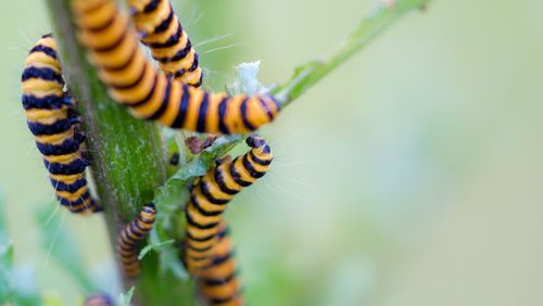 Close-up of caterpillar on leaf