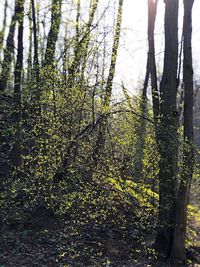 Trees growing in forest