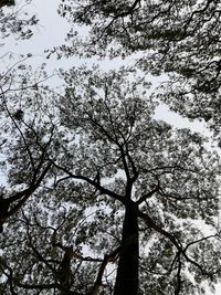 Low angle view of cherry tree against sky