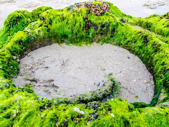 Moss growing on rocks