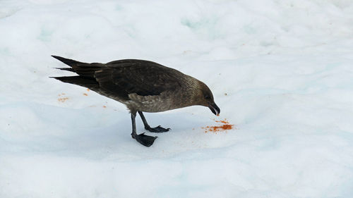 Skua eating seal poop in snow