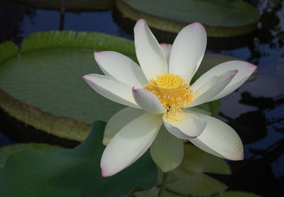 Close-up of white flowers