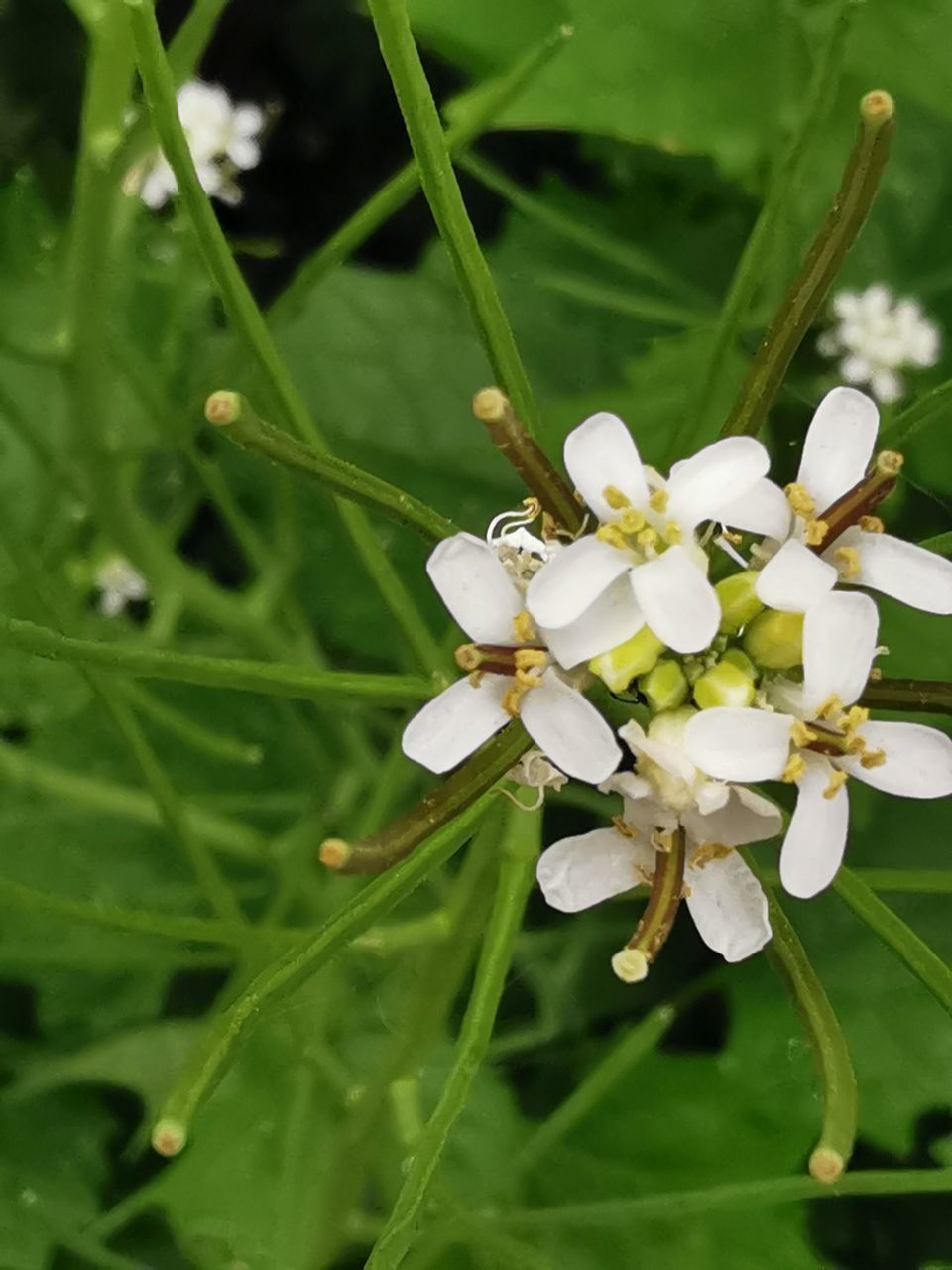 CLOSE-UP OF WHITE FLOWERS