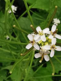 Close-up of white flowering plant