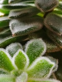 Close-up of plants