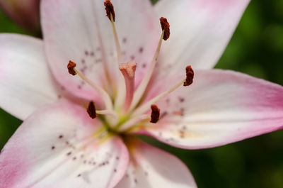 Close-up of pink flower