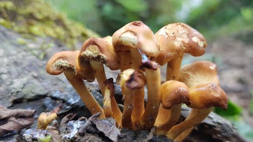 Close-up of mushrooms on rock