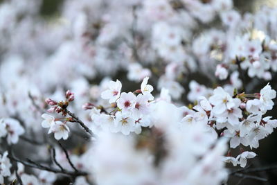 Close-up of white cherry blossom tree