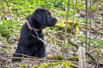 Black dog looking away